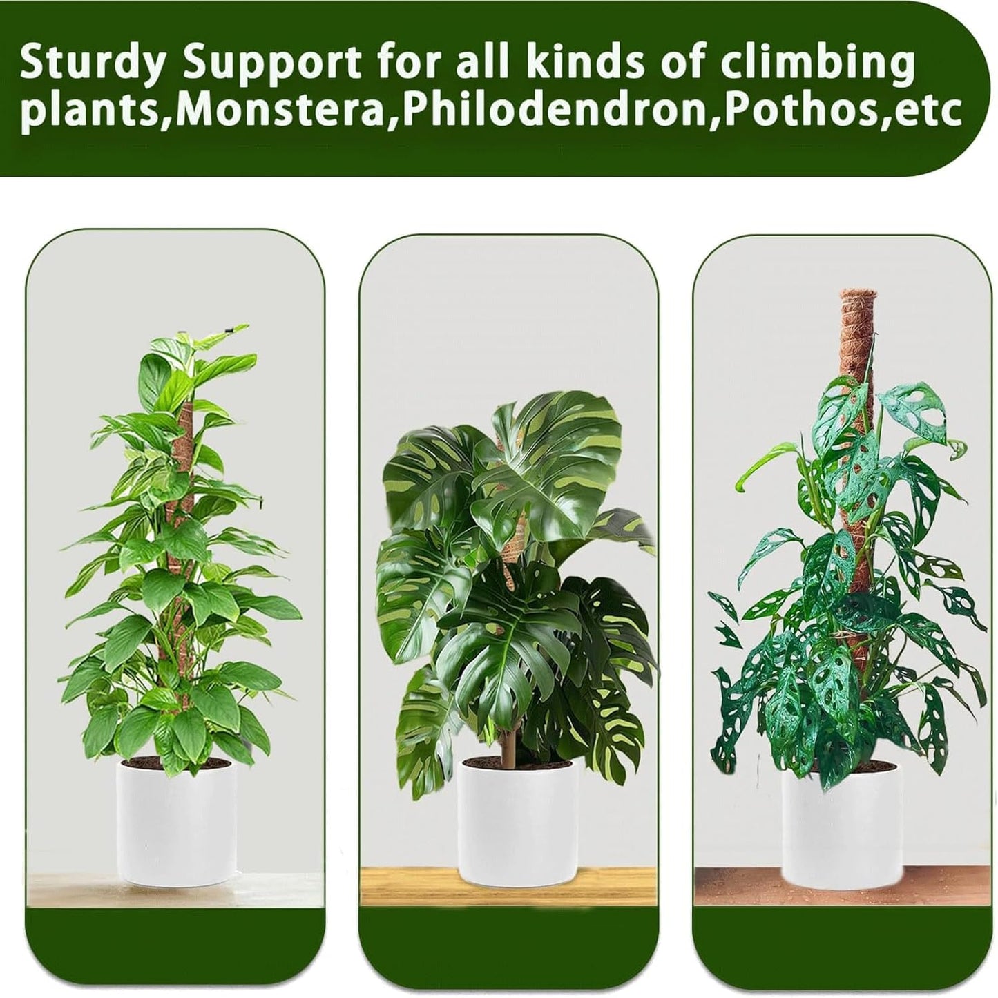 Moss Pole | 21-Inch Plant Support Stakes - 2-Pack for Monstera, Pothos & Philodendron