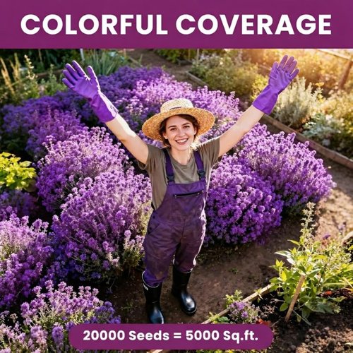 Creeping Thyme Seeds by [Brand Name] - 20,000+ Fragrant Ground Cover Seeds for Gardens & Landscaping (10g)
