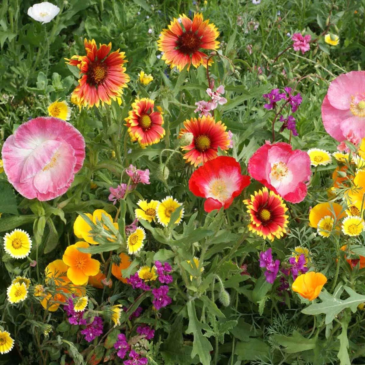 Outsidepride Southwest Wildflower Seed Mix - Premium Heat & Drought Tolerant Blend | 1/4 lb for Vibrant Gardens