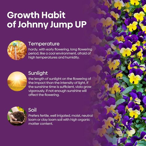 Groundio Johnny Jump Up Seeds - 10,000+ Non-GMO Perennial Wild Violet Seeds | Edible Flowers, Attracts Pollinators
