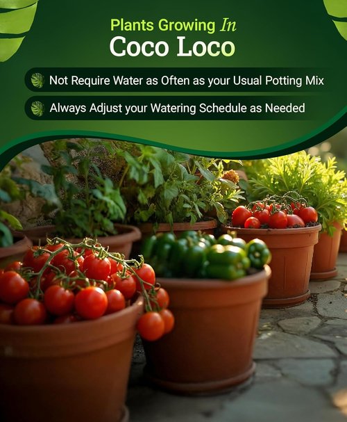 FoxFarm BushDoctor Coco Loco Soil Potting Mix - Triple-Washed, Water Retaining, Bat Guano & Earthworm Castings | 12 Quart (2 Pack)