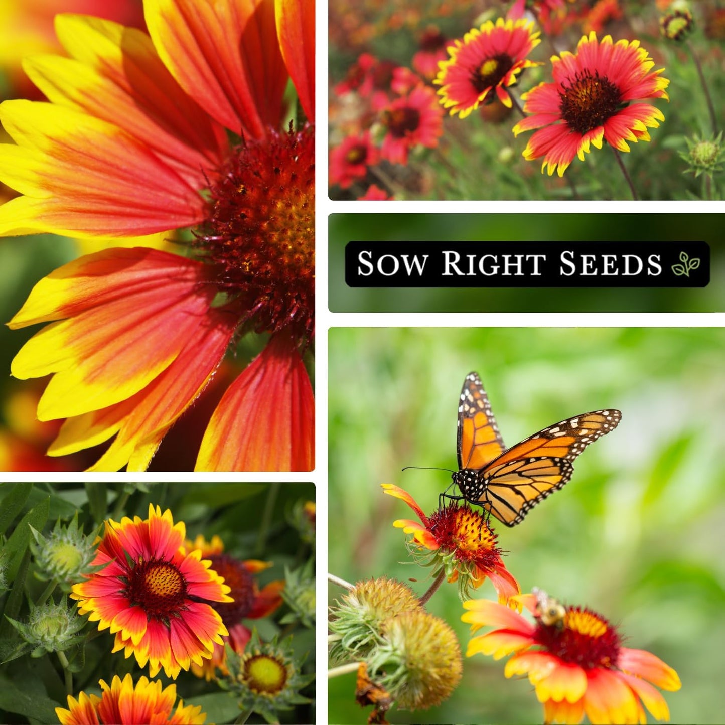 Sow Right Seeds - Bulk Blanket Flower Seeds - Non-GMO Heirloom Jumbo Pack, 14g | 5000 Seeds for Vibrant Gardens