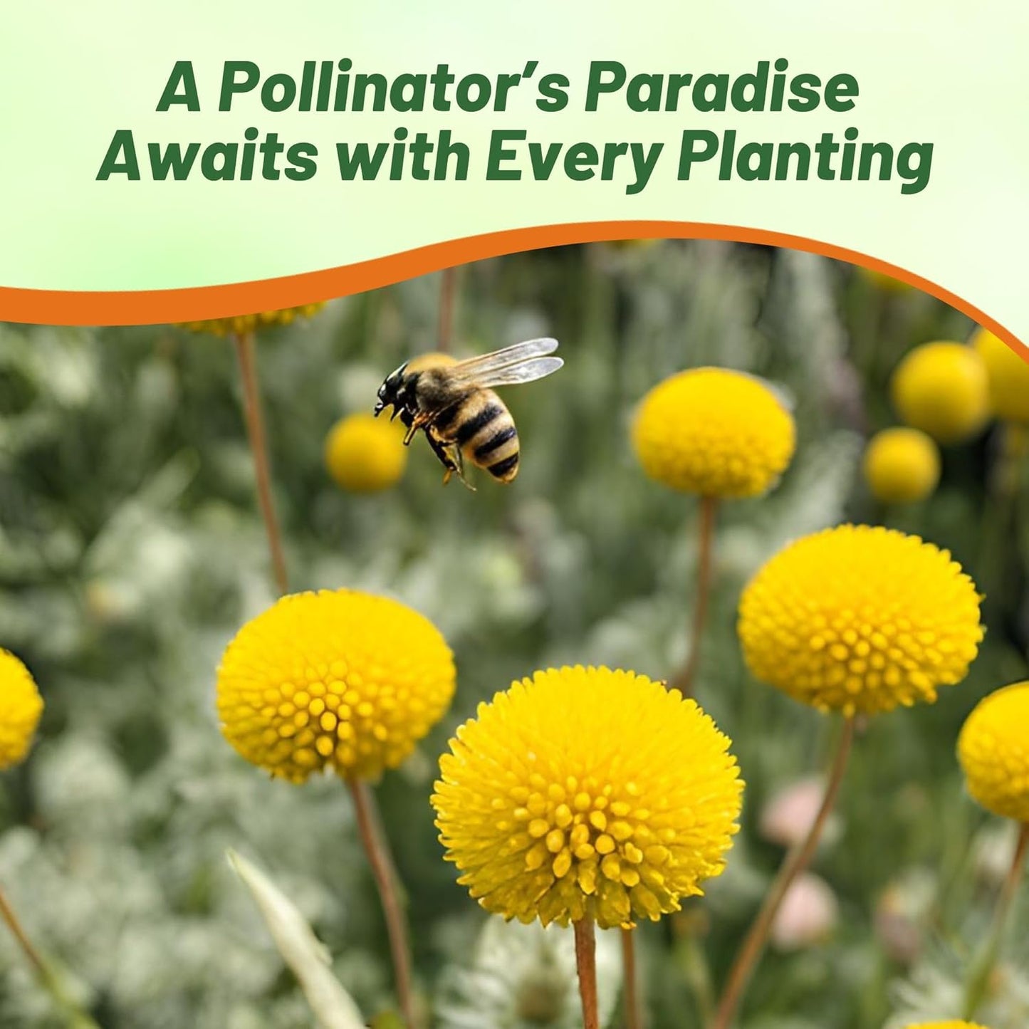 Outsidepride Billy Button Craspedia Globosa Seeds - 1000 Pcs Perennial Flower Seeds for Hardy, Drought-Tolerant Gardens | Yellow Blooms for Cut Flowers & Pollinators