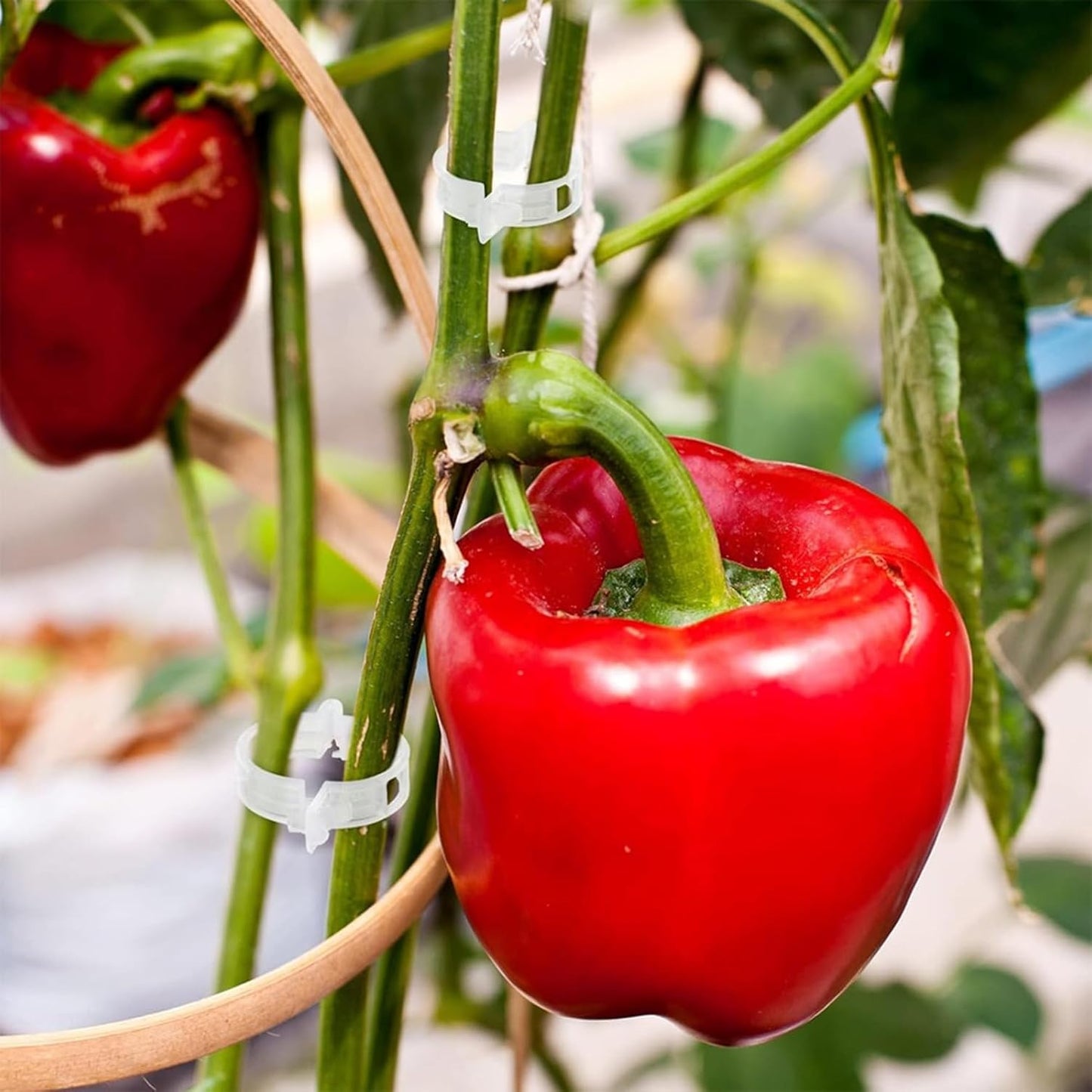 Skiennix Tomato Clips - 220Pcs Plant Support Clips for Trellis & Vegetable Cages | Ideal for Climbing Vines