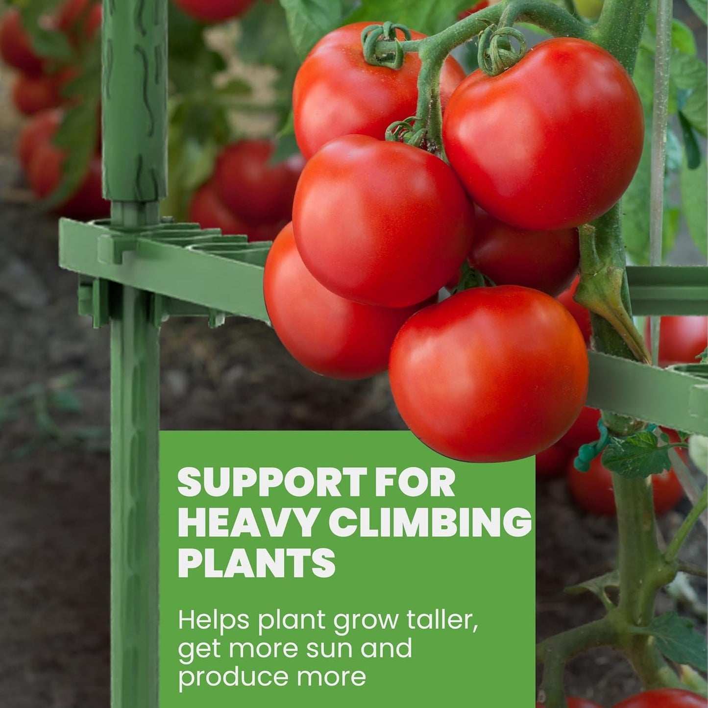 Tomato Cage - Durable Plant Support Structures for Vegetables | Tall 48-Inch Trellis Stakes (6 Pack)