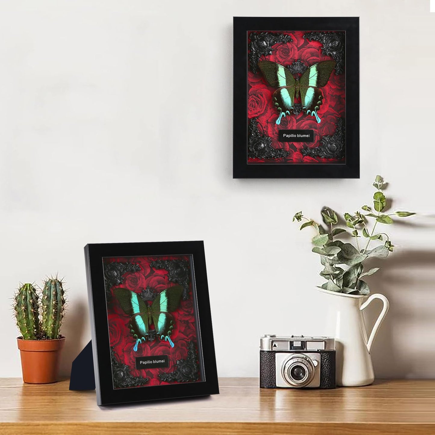 Real Butterfly Framed Butterfly Taxidermy - Butterfly Shadow Box, Taxidermy Animals for Oddities and Curiosities Gifts (M_Peacock Green Swallowtail Red Background #1)