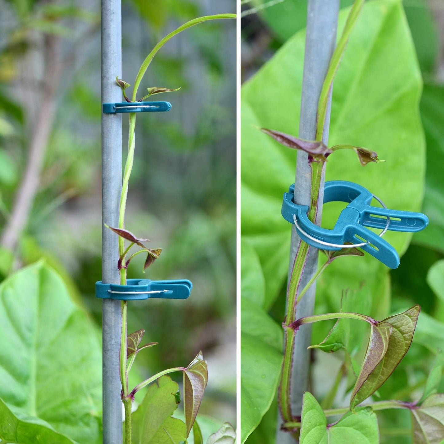 PERSZEN Plant Clips - 60PCS Adjustable Reusable Garden Supports for Flowers, Vines & Vegetables