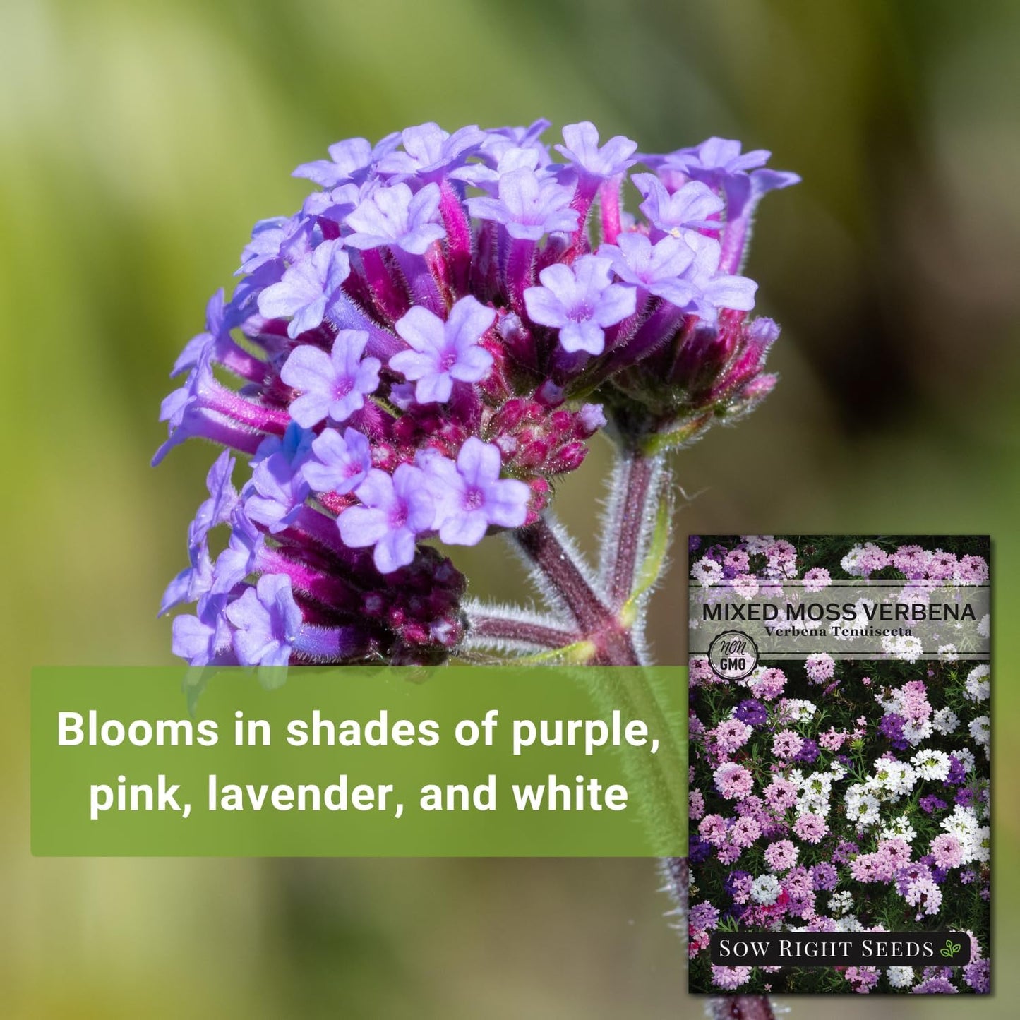 Sow Right Seeds - Mixed Moss Verbena Flower Seeds | Non-GMO Heirloom for Vibrant Ground Cover