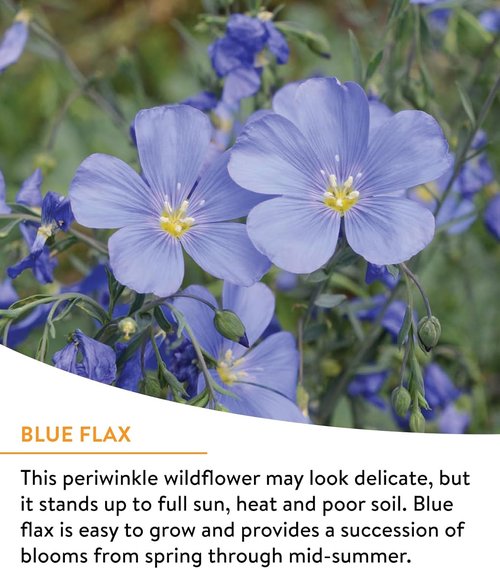 Burpee Wildflower Seeds - 25,000 Bulk Non-GMO Pollinator Mix - 18 Varieties for Vibrant Gardens