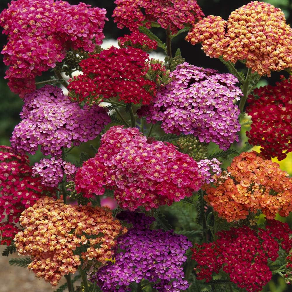 Outsidepride Summer Berries Mix Yarrow Seeds - 1000 Pcs | Perennial, Drought-Tolerant Flower Seeds for Vibrant Blooms