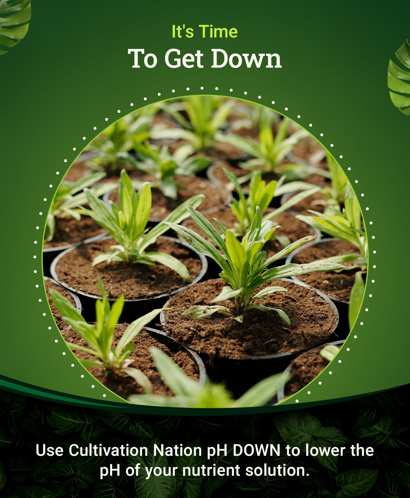 FoxFarm Cultivation Nation pH Down for Plants’ Nutrient Solutions - Formulated with Citric Acid for Adjustment - Ideal for Soil & Hydroponics, Lowers pH Levels of Nutrient Solution - 1 Quart