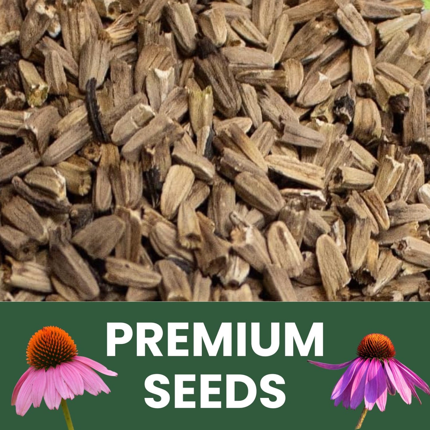 Purple Coneflower Seeds - 7,000 Premium Seeds for Planting - 1 Ounce Pouch for 2026 Season