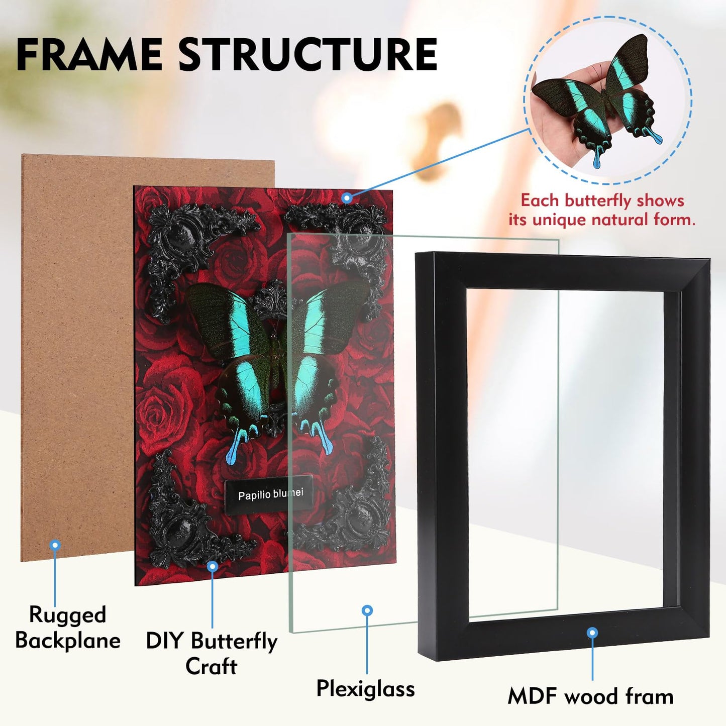 Real Butterfly Framed Butterfly Taxidermy - Butterfly Shadow Box, Taxidermy Animals for Oddities and Curiosities Gifts (M_Peacock Green Swallowtail Red Background #1)