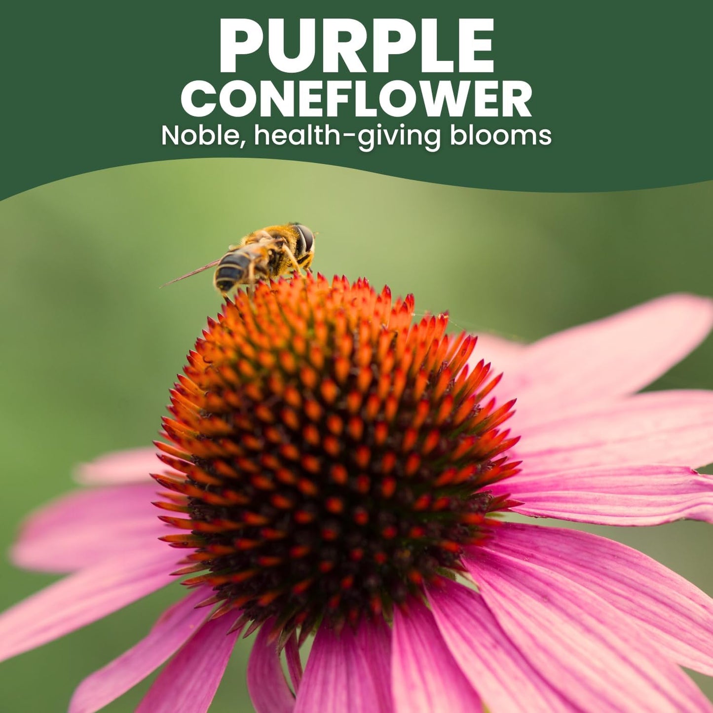 Purple Coneflower Seeds - 7,000 Premium Seeds for Planting - 1 Ounce Pouch for 2026 Season