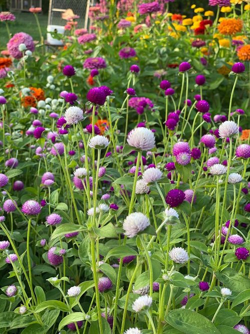 Globe Amaranth Seeds - 100pcs Mixed Colors | Heirloom Gomphrena Globosa Flower Seeds