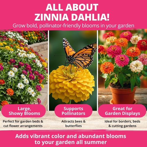 HOME GROWN Zinnia Dahlia Seeds - 524 Non-GMO Flower Seeds for Vibrant Pollinator Gardens & Borders