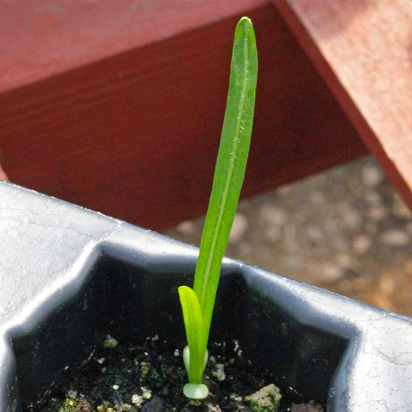 Seed Needs Gayfeather Seeds - 500 Heirloom Liatris Spicata Seeds for Pollinator-Friendly Gardens
