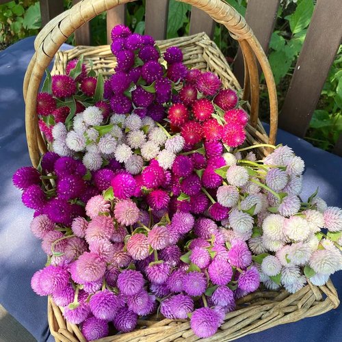 Globe Amaranth Seeds - 100pcs Mixed Colors | Heirloom Gomphrena Globosa Flower Seeds