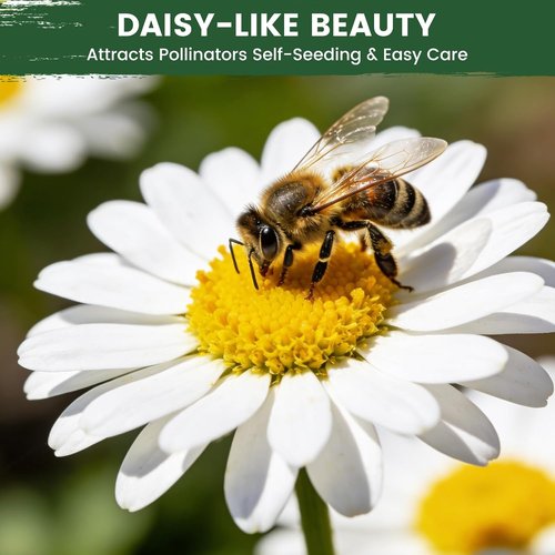 German Chamomile Seeds - 10,000+ Non-GMO Heirloom Seeds for Herbal Tea & Pollinator Attraction | USDA Zones 4-9