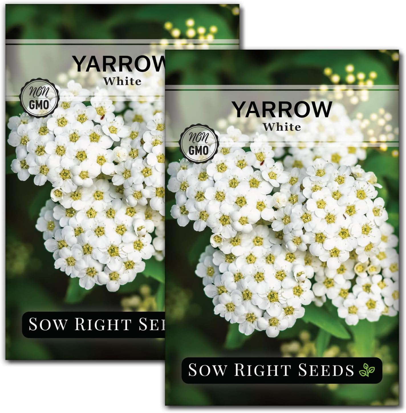 Sow Right Seeds - Common White Yarrow Seeds - Non-GMO Heirloom Packet for Medicinal Herb Garden - Perennial (2)