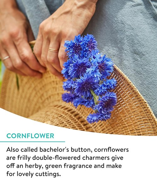 Burpee Wildflower Seeds Cutting Mix - 25,000 Non-GMO Seeds | 15 Varieties | Covers 1,000 Sq. Ft.