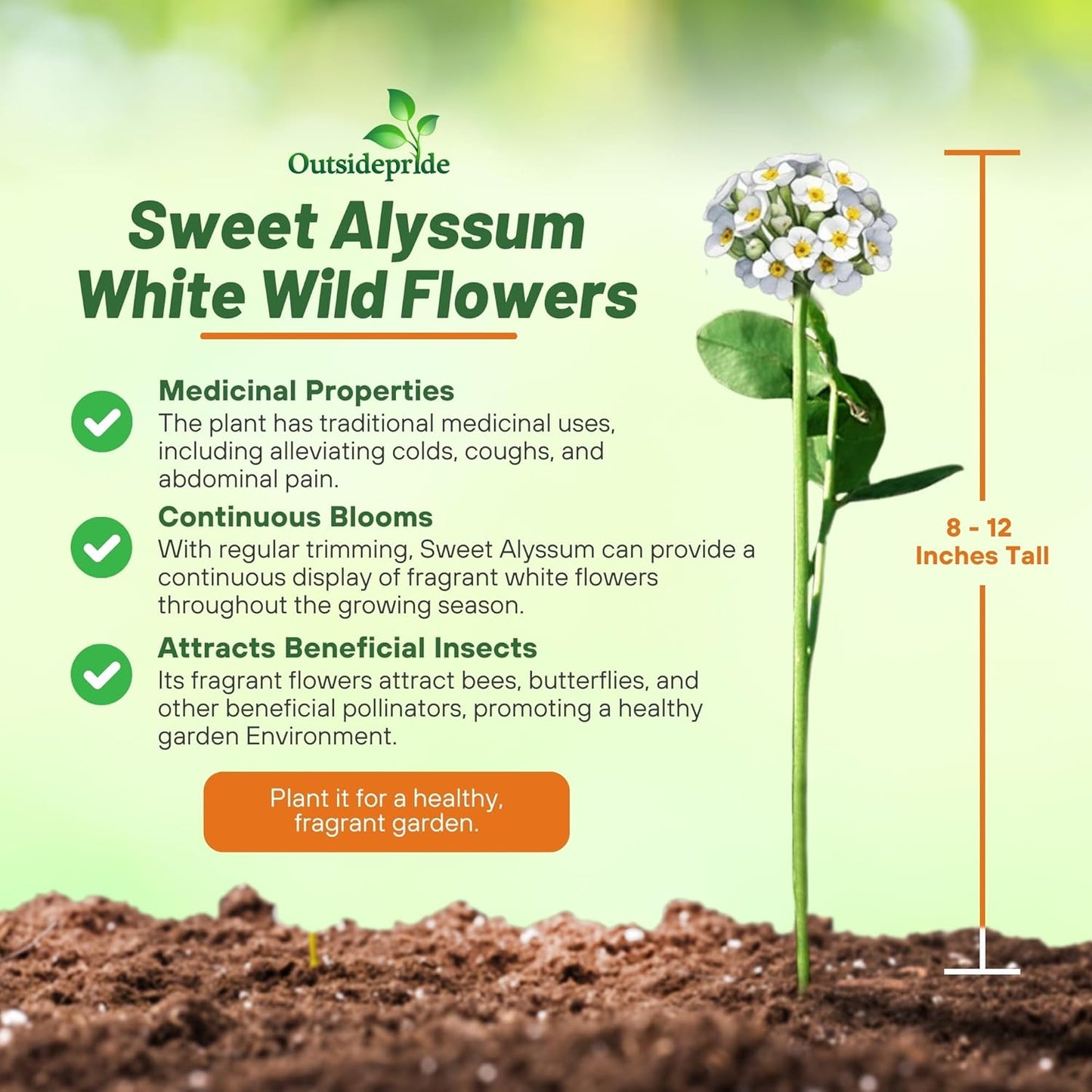 Outsidepride Perennial Sweet Alyssum Seeds - 5,000 White Lobularia Maritima for Pollinator Gardens | Drought-Tolerant & Easy to Grow in USDA Zones 7-9