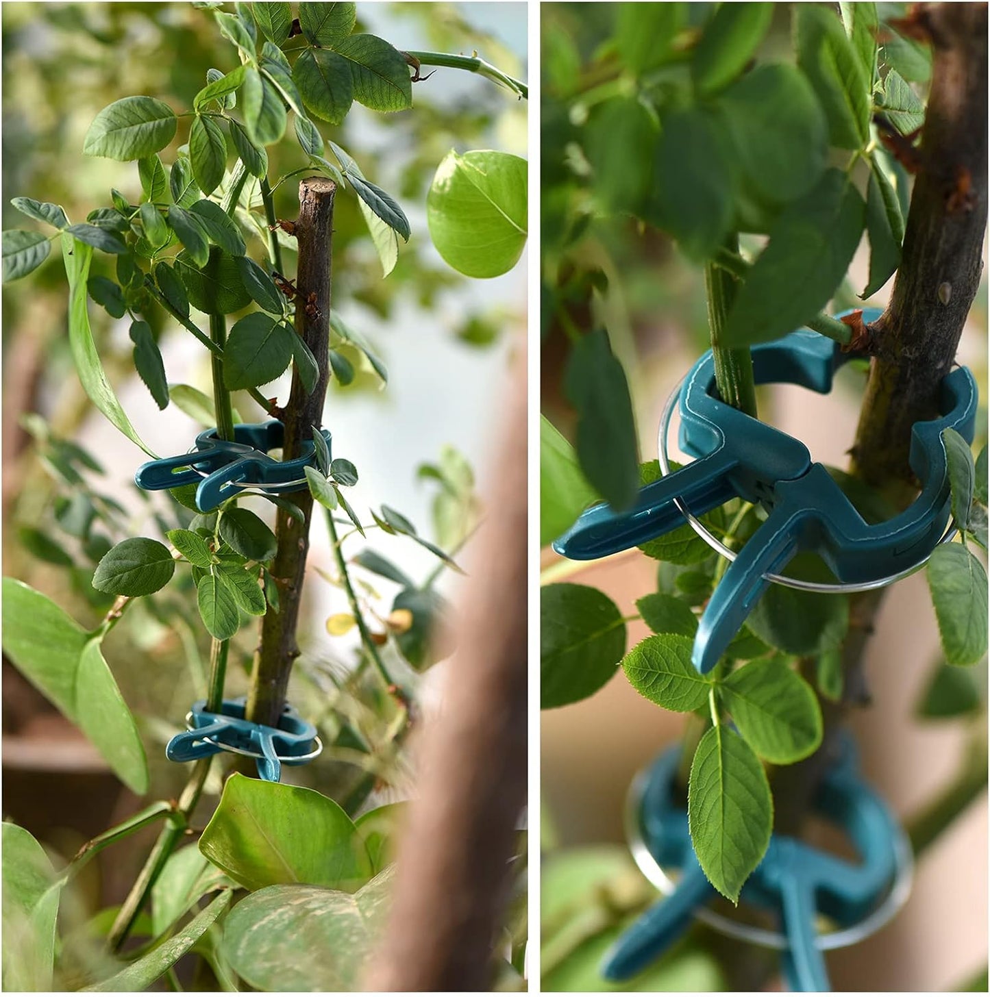 PERSZEN Plant Support Clips - 80 PCS Gentle Clamps for Climbing Plants | 2 Sizes for Upright Growth