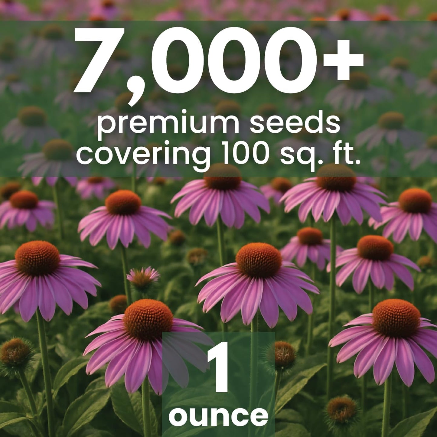 Purple Coneflower Seeds - 7,000 Premium Seeds for Planting - 1 Ounce Pouch for 2026 Season