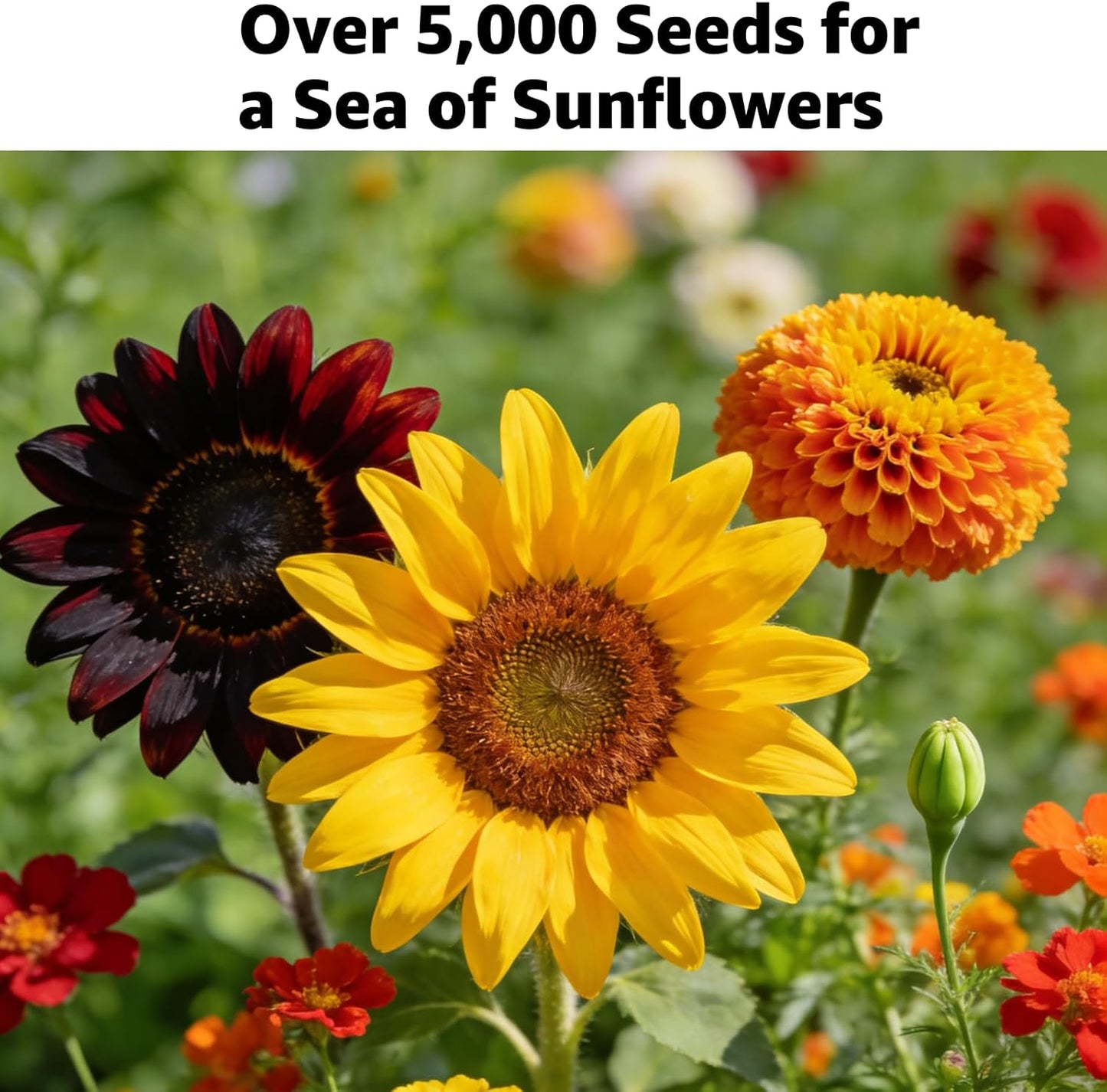 Skiennix 5000+ Sunflower Seeds - 15+ Heirloom Varieties, 4 Oz Garden Mix, High Germination, Attracts Pollinators