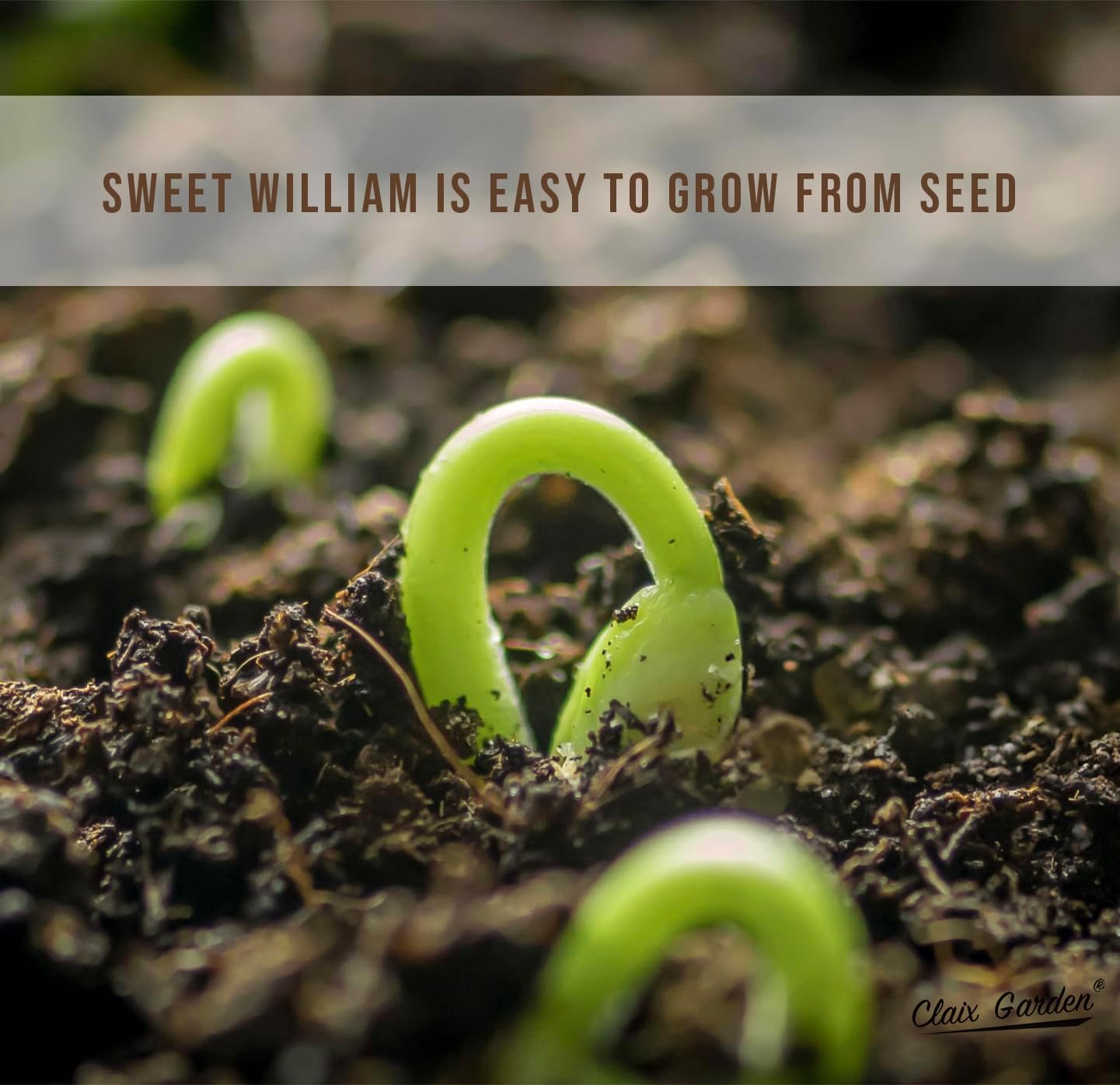 Sweet William Mix - Dianthus Barbatus Seeds | 10,000 Non-GMO Heirloom Seeds for Vibrant Pollinator Gardens
