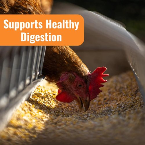 Buff Clucks AquaBoost Probiotic & Electrolyte Powder for Chickens - Natural Hydration & Gut Support - 8 oz