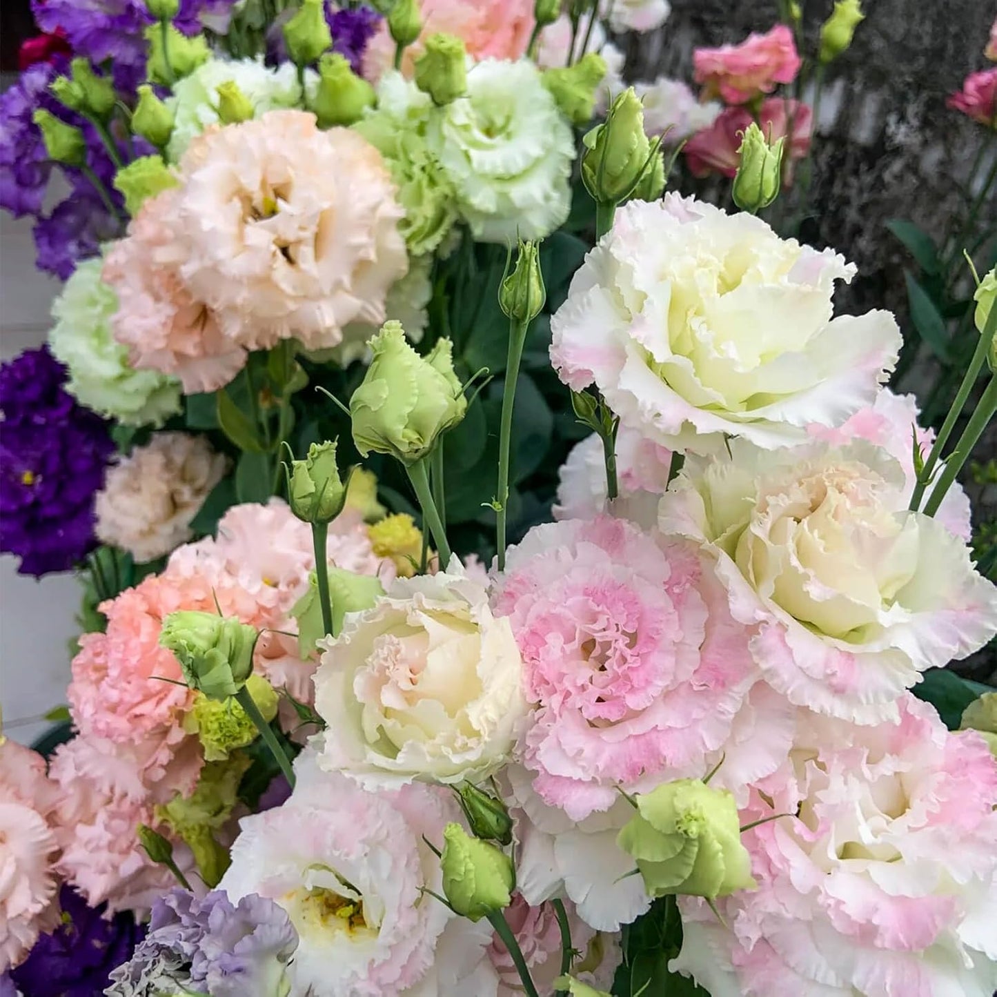 Lisianthus Seeds - Premium Quality 2000+ Seeds for Vibrant Garden Blooms