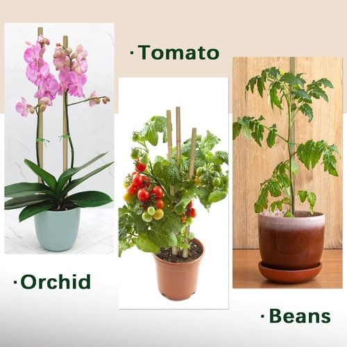 BOVITRO 18-Inch Natural Bamboo Plant Stakes - 20 Pcs Support for Tomatoes, Beans & Potted Plants