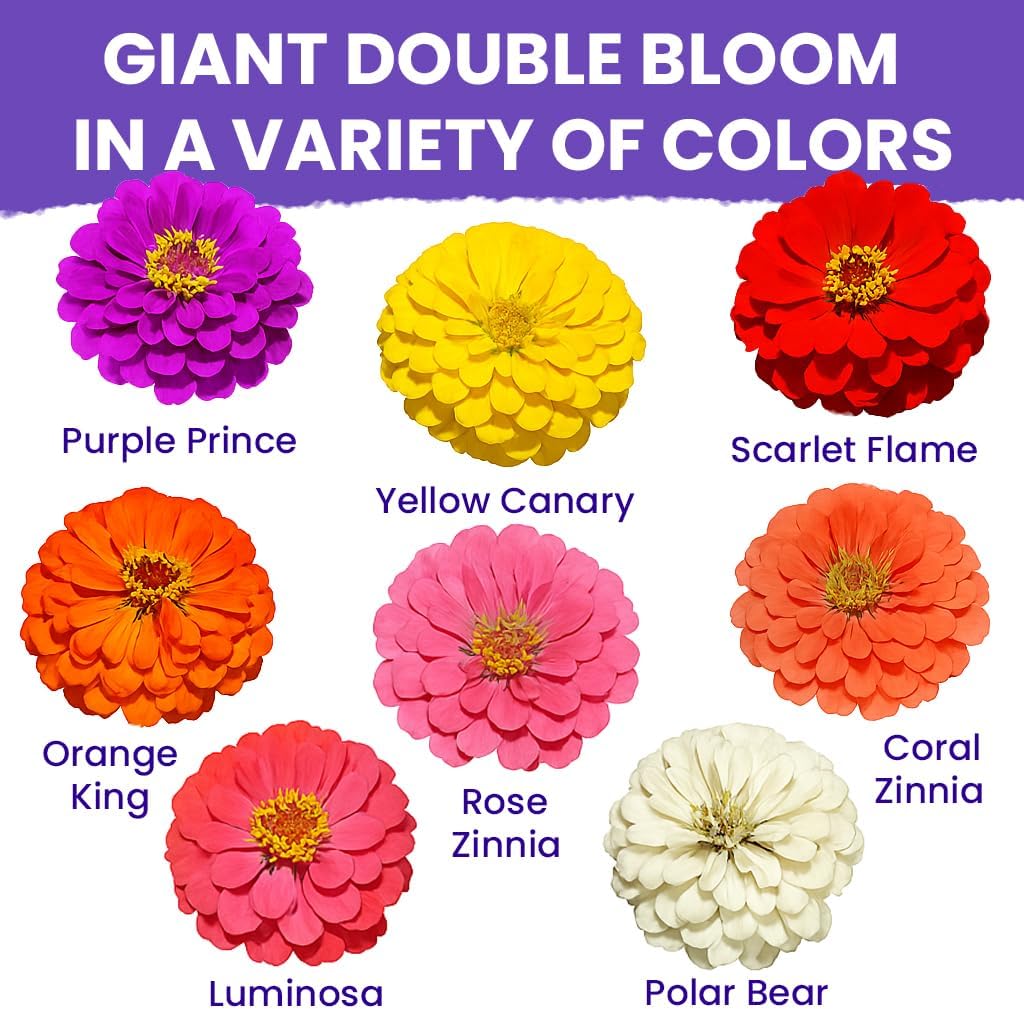 NatureZ Zinnia Seeds - Non-GMO Flower Seeds for Easy Outdoor Planting | 1/4 lb Bulk Mix