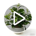 Artificial Peperomia Plants 16” Tall in White Ribbed Ceramic Planter - Plant-b by Ewtogift