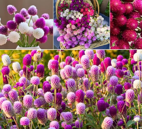 Globe Amaranth Seeds - 100pcs Mixed Colors | Heirloom Gomphrena Globosa Flower Seeds