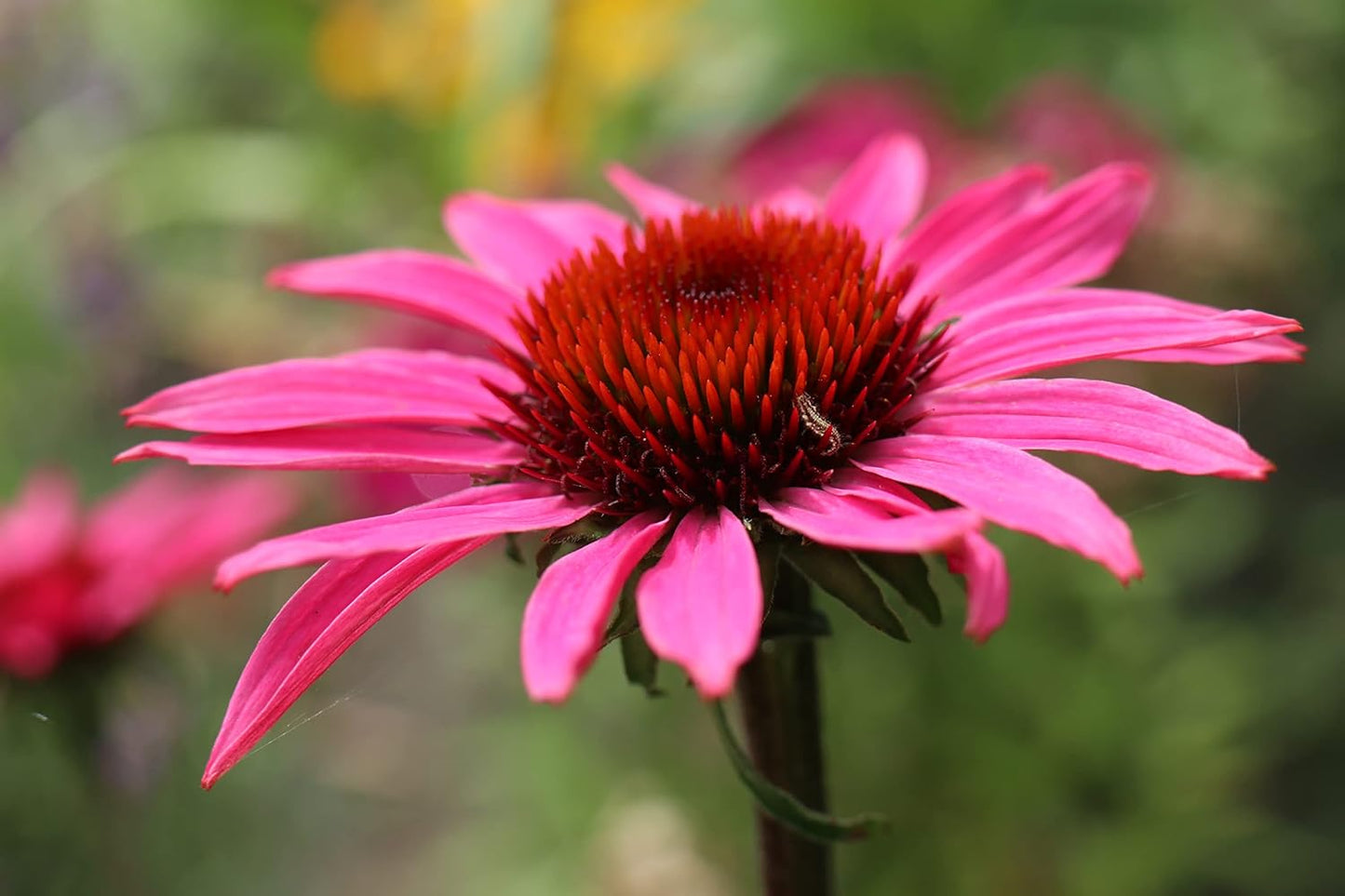 TKE Farms & Gardens - Purple Coneflower Seeds | 90+ Non-GMO Heirloom Echinacea for Stunning Blooms