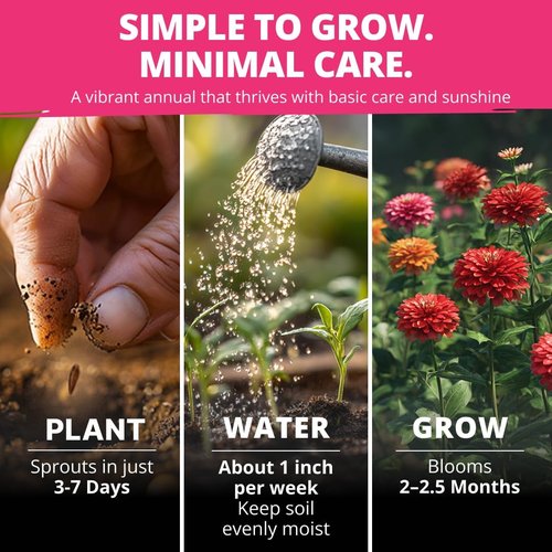 HOME GROWN Zinnia Dahlia Seeds - 524 Non-GMO Flower Seeds for Vibrant Pollinator Gardens & Borders