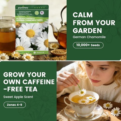 German Chamomile Seeds - 10,000+ Non-GMO Heirloom Seeds for Herbal Tea & Pollinator Attraction | USDA Zones 4-9
