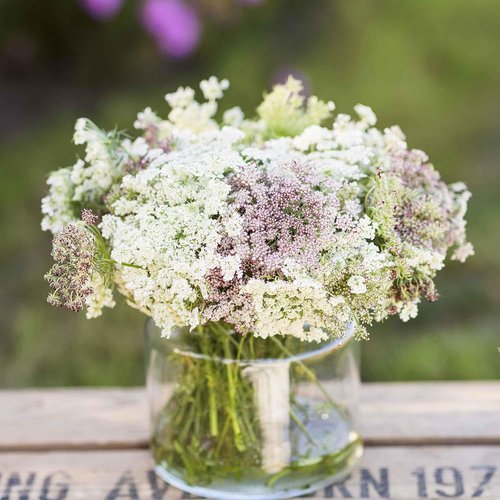 Eden Brothers Queen Anne's Lace Seeds - Stunning Chocolate Lace Flower for Your Garden