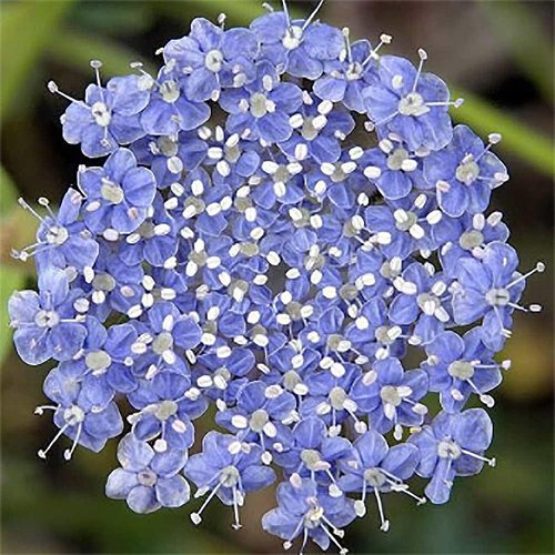 Didiscus Caeruleus Blue Lace Flower Seeds - 200 Premium Seeds for Stunning Gardens