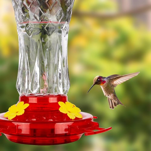 BOLITE Hummingbird Feeder - Leak Proof Design with Ant Moat & Bee Guards - 15 Ounces, Red Stars Decor