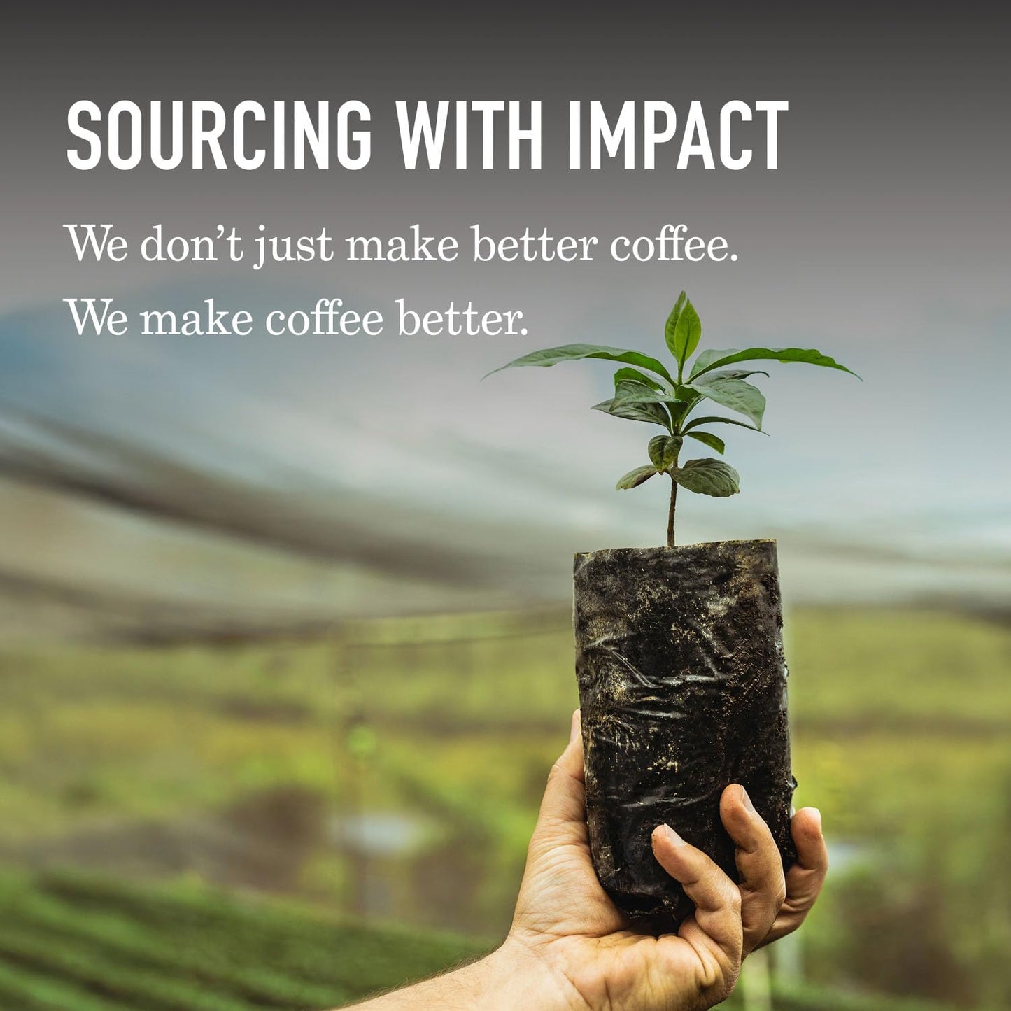 Peet's Coffee - Light Roast Ground Coffee | 100% Arabica Sun Catcher Blend, 10.5 Ounce Bag