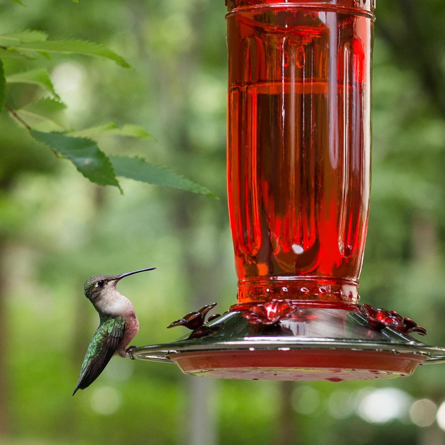 Kingsyard Glass Hummingbird Feeder - 6 Feeding Ports with Ant Moat | Red Outdoor Garden Decor