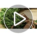 Boxwood Wreath X-Large 22 Inch Preserved Natural Green Home Decor Stay Fresh