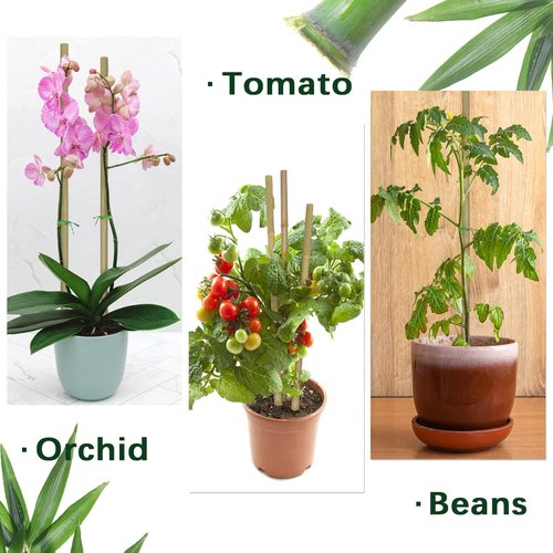 BOVITRO 16-Inch Natural Bamboo Plant Stakes - 20 Pcs Support for Tomatoes, Beans & Potted Plants