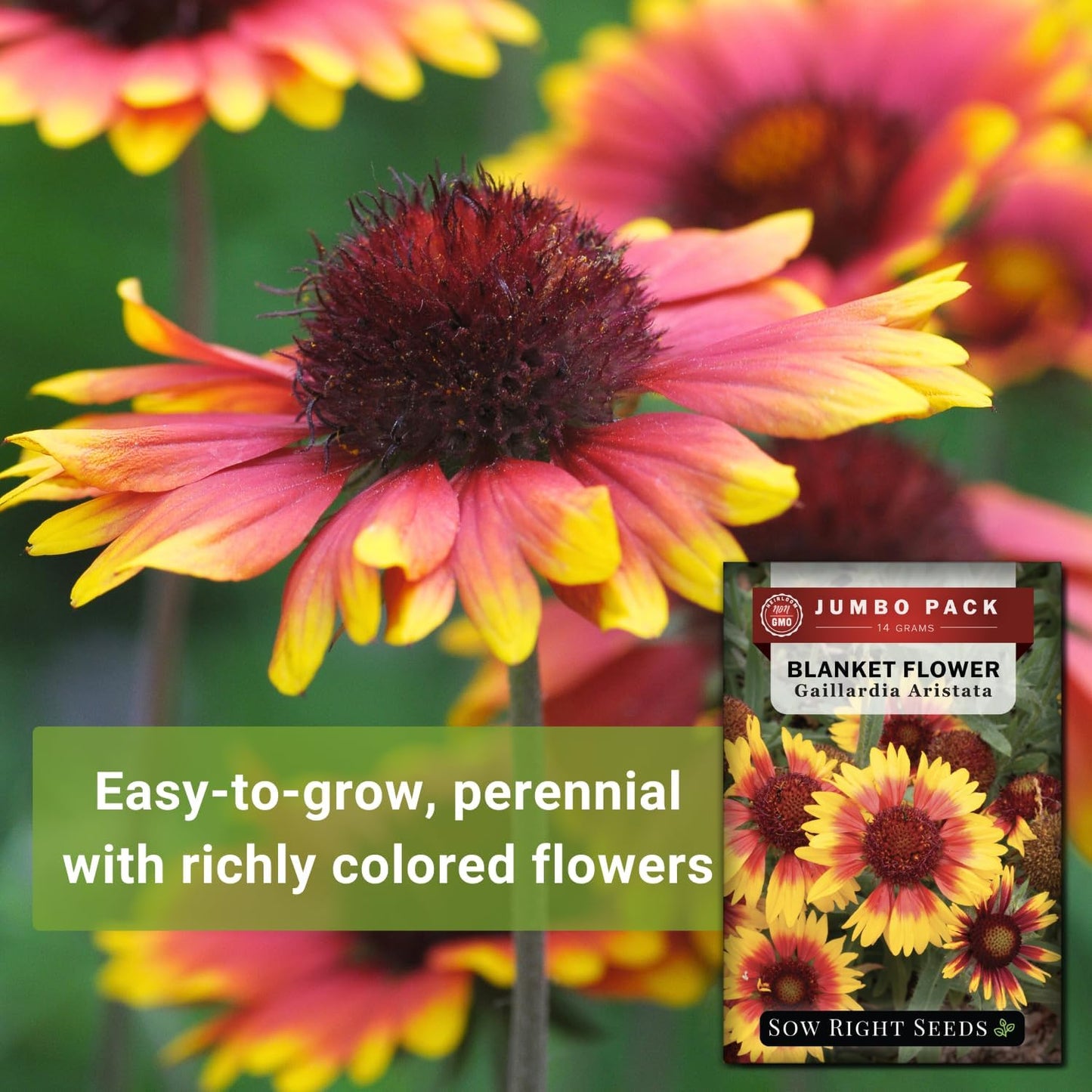 Sow Right Seeds - Bulk Blanket Flower Seeds - Non-GMO Heirloom Jumbo Pack, 14g | 5000 Seeds for Vibrant Gardens