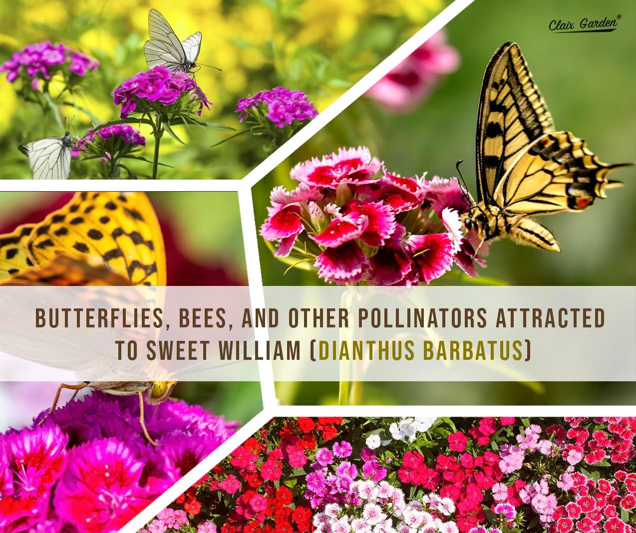 Sweet William Mix - Dianthus Barbatus Seeds | 10,000 Non-GMO Heirloom Seeds for Vibrant Pollinator Gardens