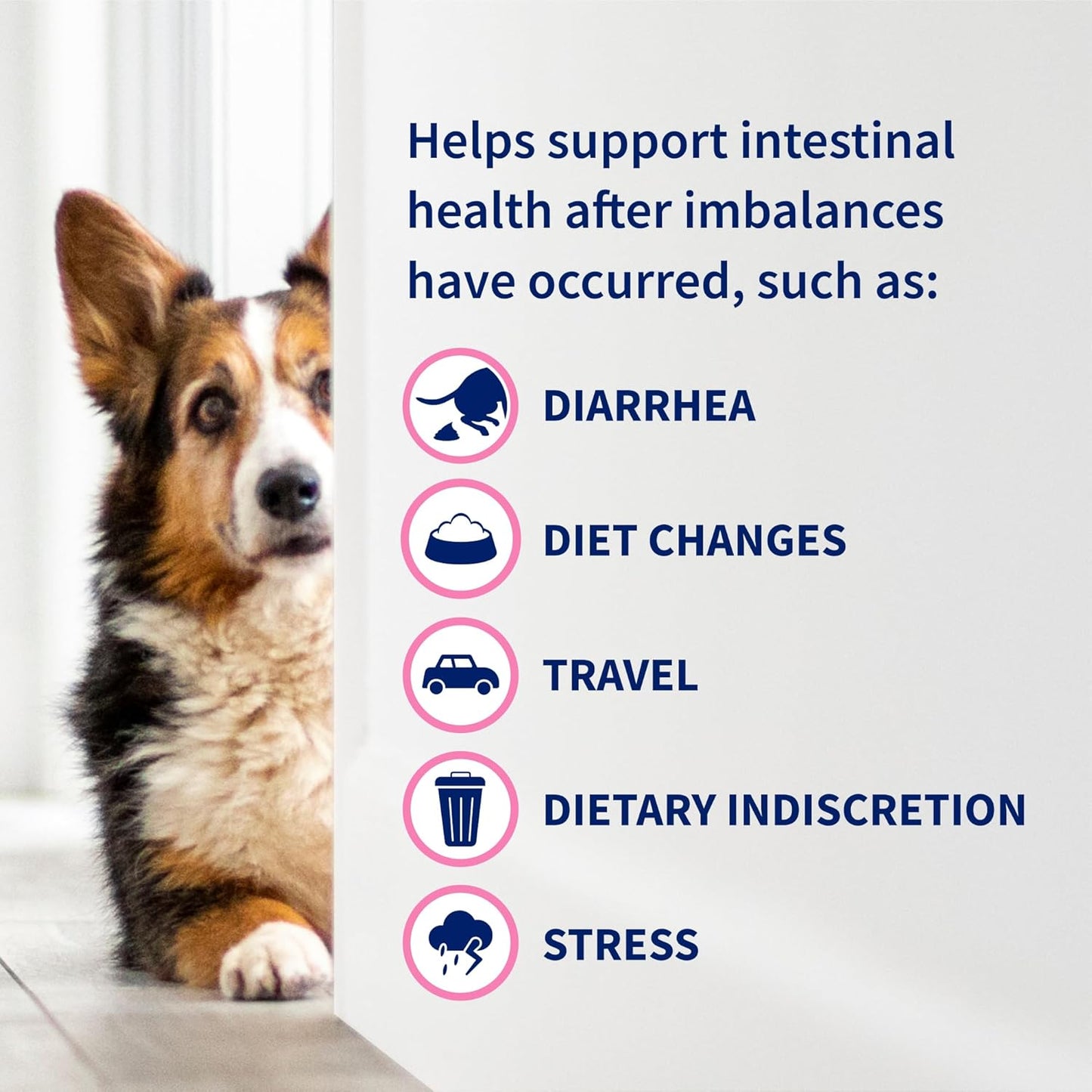 Nutramax Proviable Probiotics for Dogs & Cats - Daily Digestive Health Supplement with Prebiotics | 30 Capsules