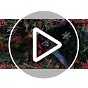 Needzo Black Cat Christmas Ornament 3 Inches (Bombay Kitty with Scarf) — Variation: Black Cat